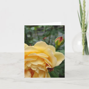 Yellow rose flower card