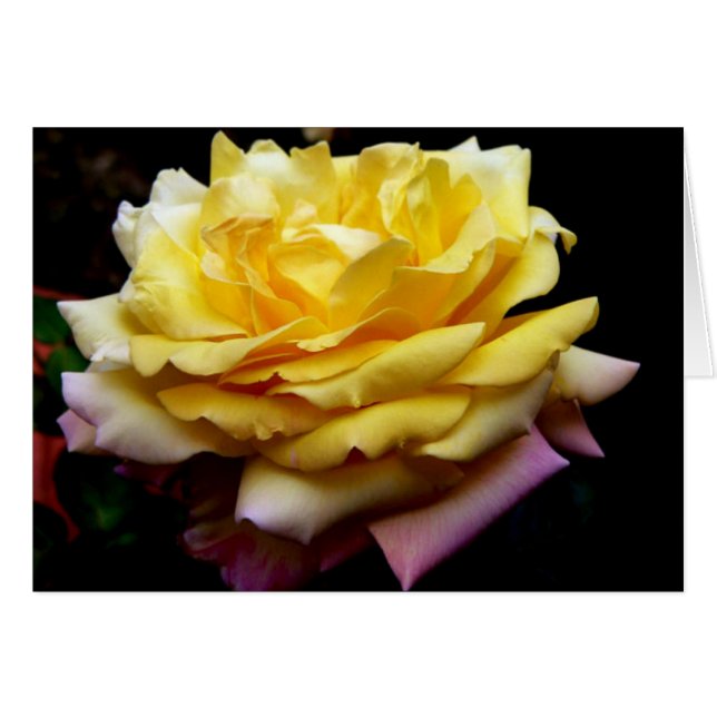 Yellow Rose Flower Card (Front Horizontal)