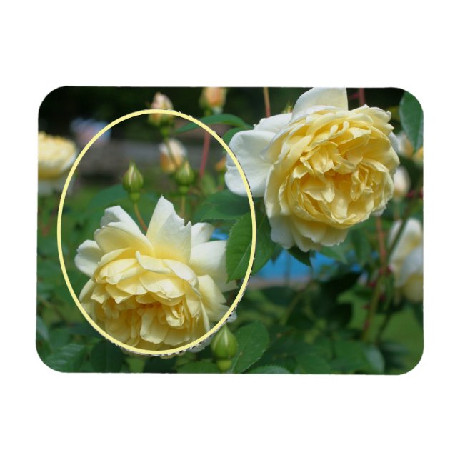 Yellow Rose Flower Frame Create Your Own Photo Magnet (Horizontal)