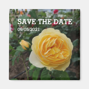 Yellow rose flower magnet