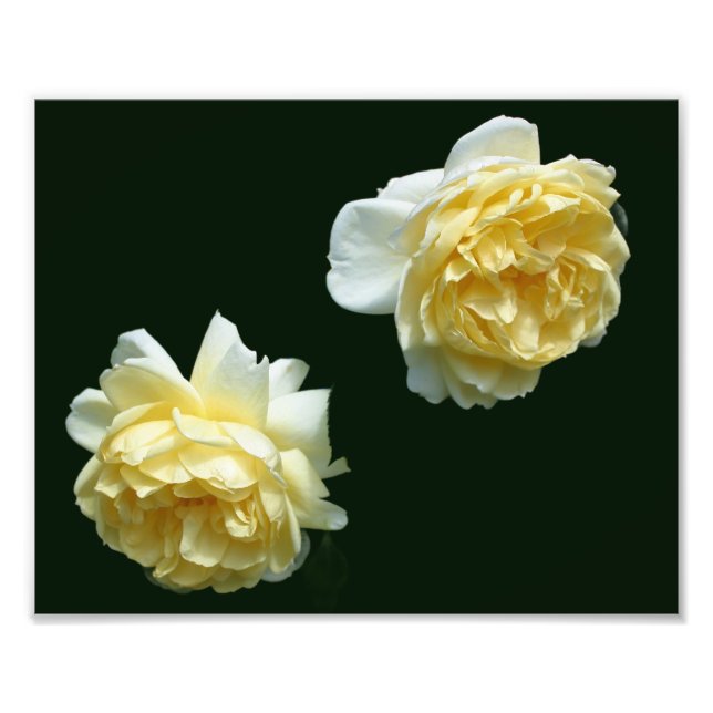 Yellow Rose Flower Pair 8x10 Photo Print (Front)