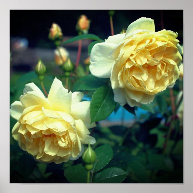 Yellow Rose Flower Pair Framed Poster (Front)