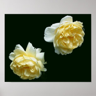 Yellow Rose Flower Pair Poster