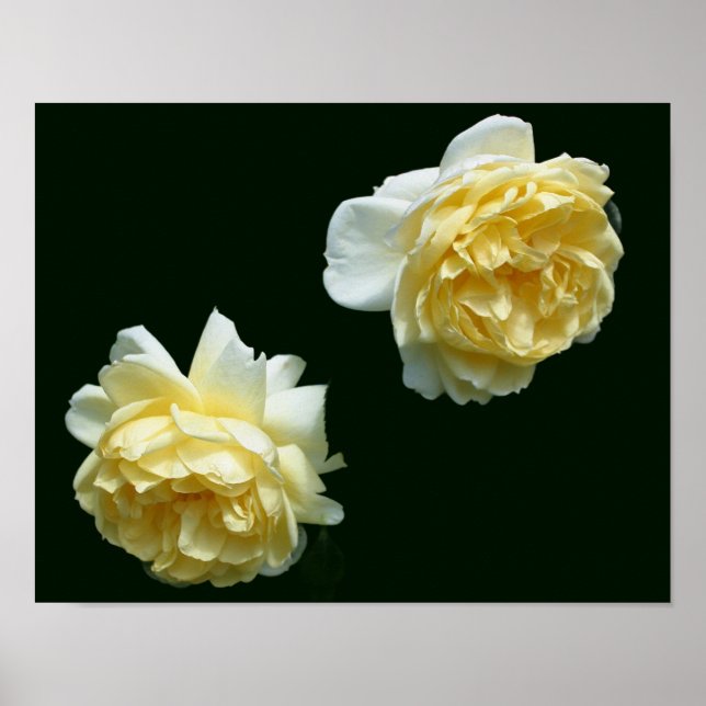 Yellow Rose Flower Pair Poster (Front)