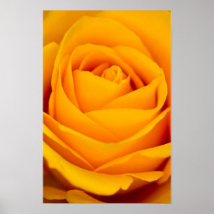 Yellow rose flower Poster