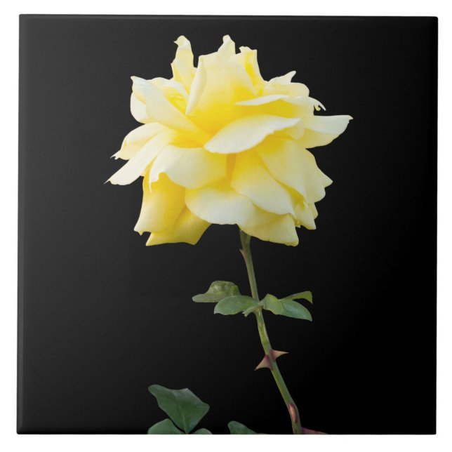 Yellow rose flower tile (Front)