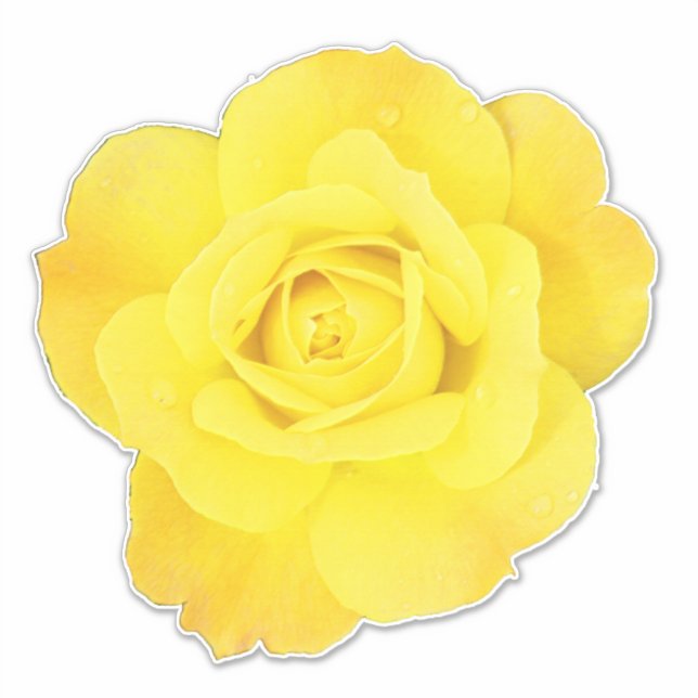 Yellow Rose Flowers Floral Spring Summer Easter (Front)