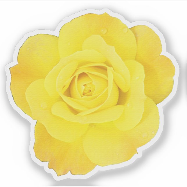 Yellow Rose Friendship Day Friends Weddings Floral (Front)