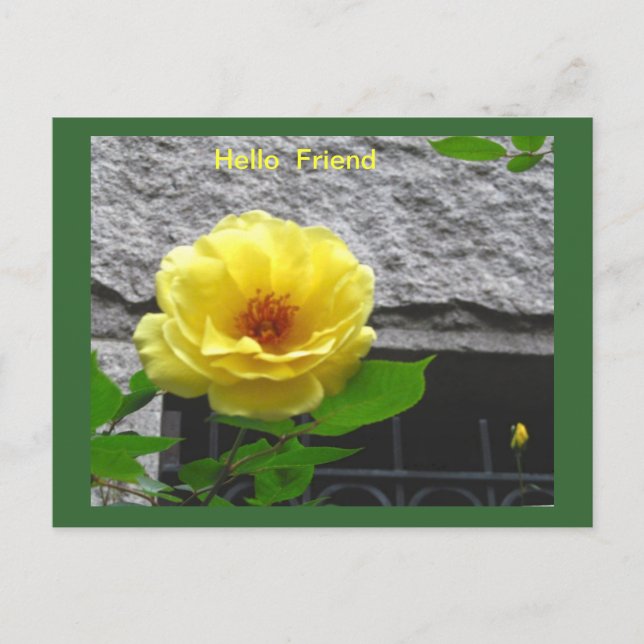 YELLOW ROSE FRIENDSHIP POSTCARD (Front)