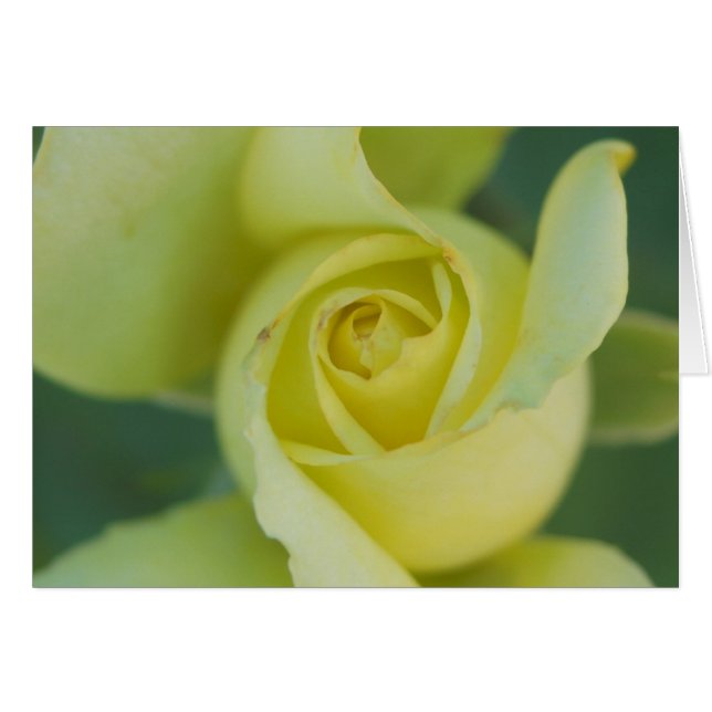 Yellow Rose II (Front Horizontal)
