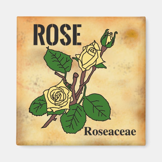 Yellow Rose line art aged paper style   Magnet (Front)