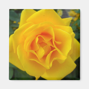 Yellow Rose Magnet