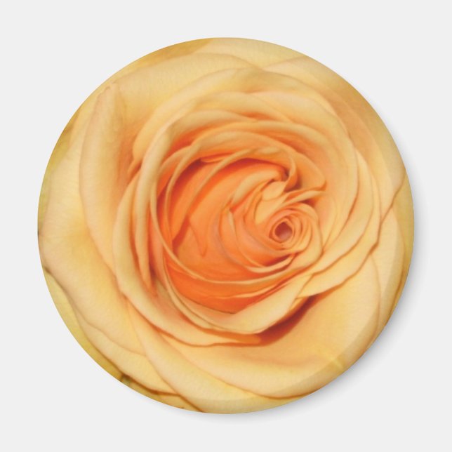 Yellow rose magnet (Front)