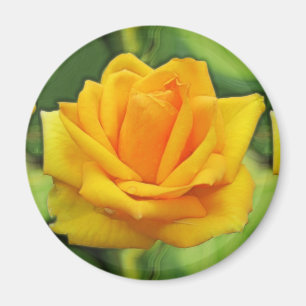 Yellow Rose Magnet