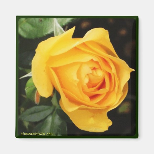 'Yellow Rose' Magnet (Front)