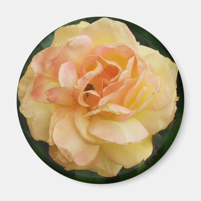 Yellow Rose Magnet (Front)