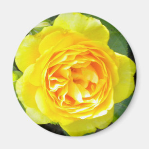 Yellow Rose Magnet