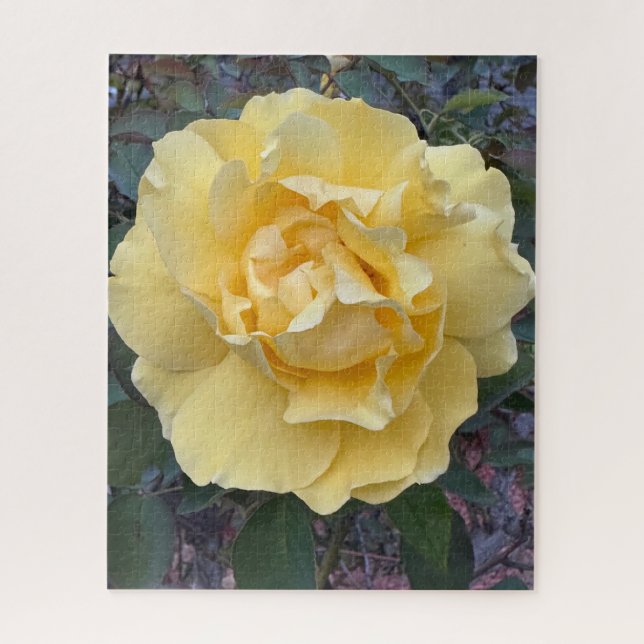 Yellow Rose, Oakland Jigsaw Puzzle (Vertical)