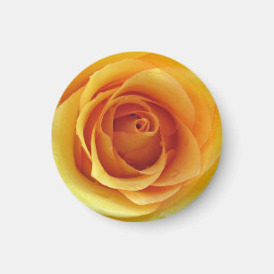 Yellow Rose of Texas Magnet