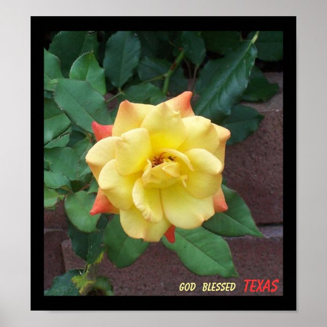Yellow Rose of Texas Poster (Front)