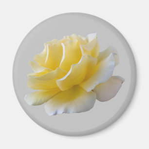 Yellow rose petals magnet
