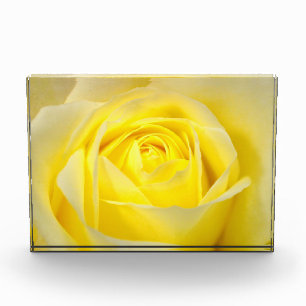 Yellow Rose Photo Block