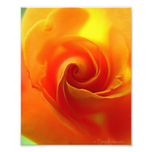 Yellow Rose Photo Print