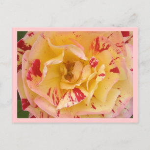 Yellow Rose Pink Percussion Flower Photo Postcards