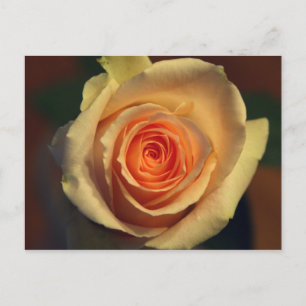 Yellow Rose Postcard