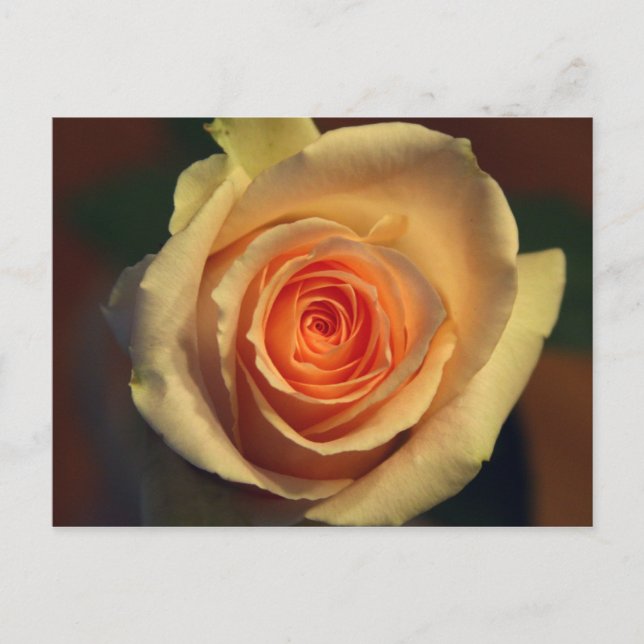 Yellow Rose Postcard (Front)