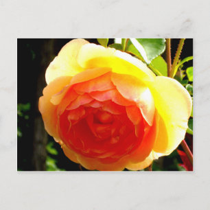 Yellow Rose Postcard