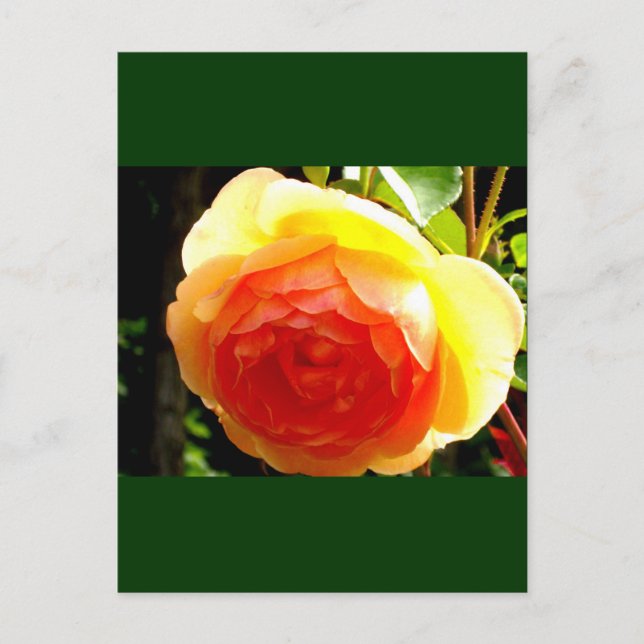 Yellow Rose Postcard (Front)