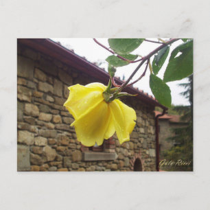 Yellow rose. postcard