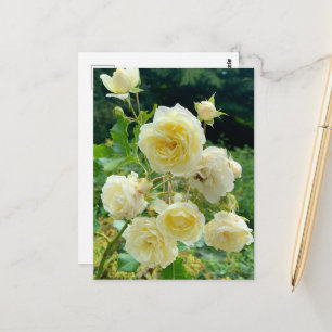 yellow rose postcard
