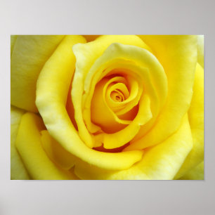 Yellow Rose Poster