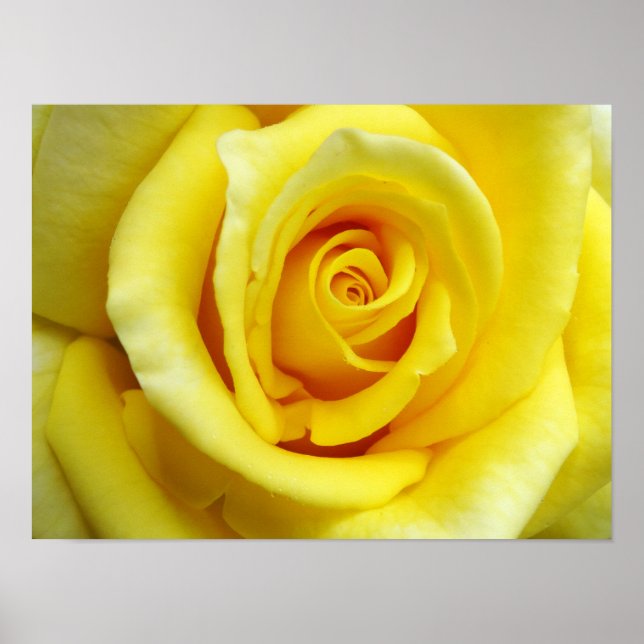 Yellow Rose Poster (Front)