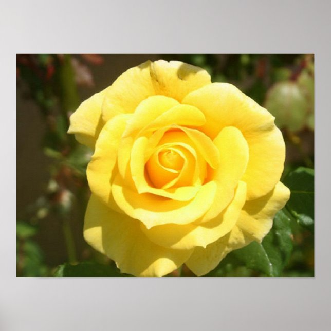 Yellow Rose Poster (Front)