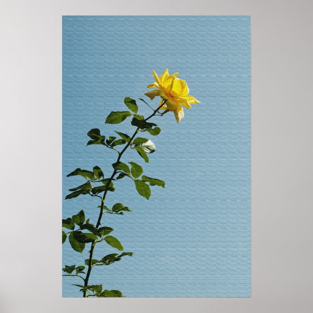 Yellow Rose Poster (Front)