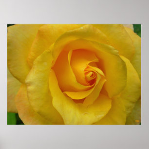 Yellow Rose Print Beautiful Flower Poster Print