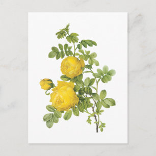 yellow rose(Rosa sulfurea) by Redouté Postcard
