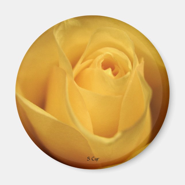 Yellow Rose, S Cyr Magnet (Front)