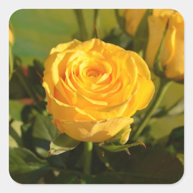 Yellow Rose Square Sticker (Front)