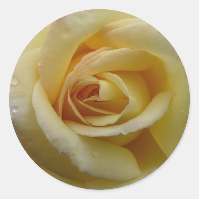 Yellow Rose Sticker (Front)