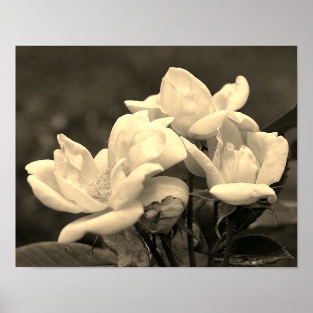Yellow Rose Trio In Sepia Tint Poster (Front)