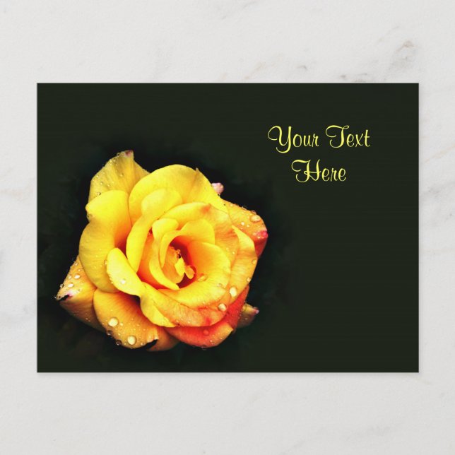Yellow rose with rain drops postcard (Front)