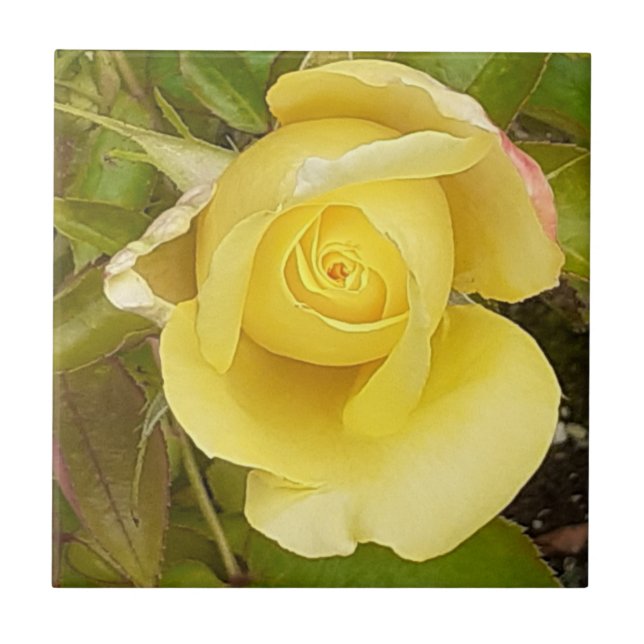 Yellow Rosebud Ceramic Tile (Front)
