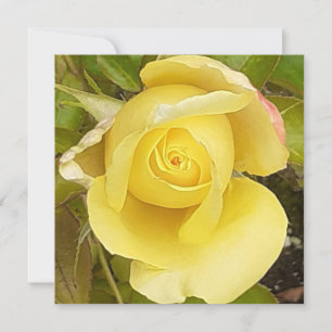 Yellow Rosebud Flat Card