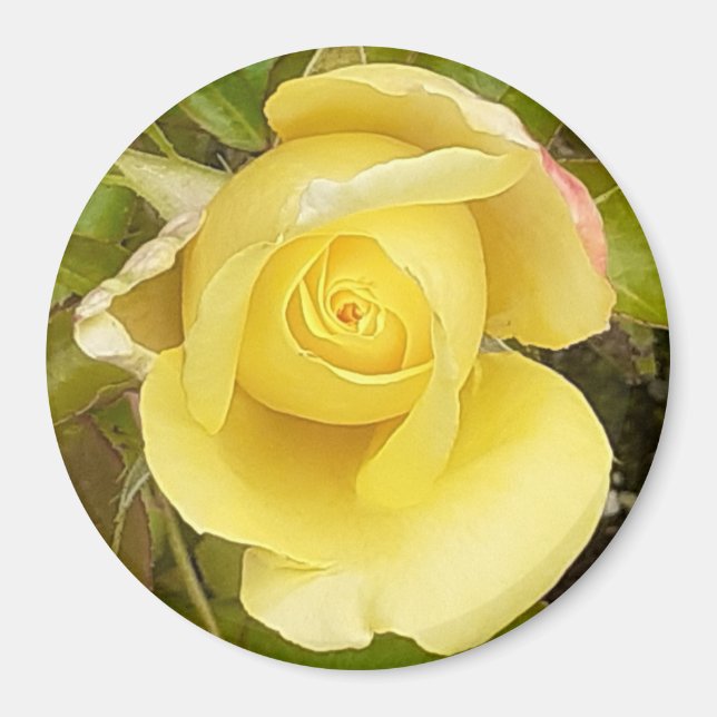 Yellow Rosebud Magnet (Front)