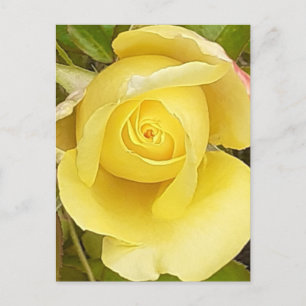 Yellow Rosebud Post Card