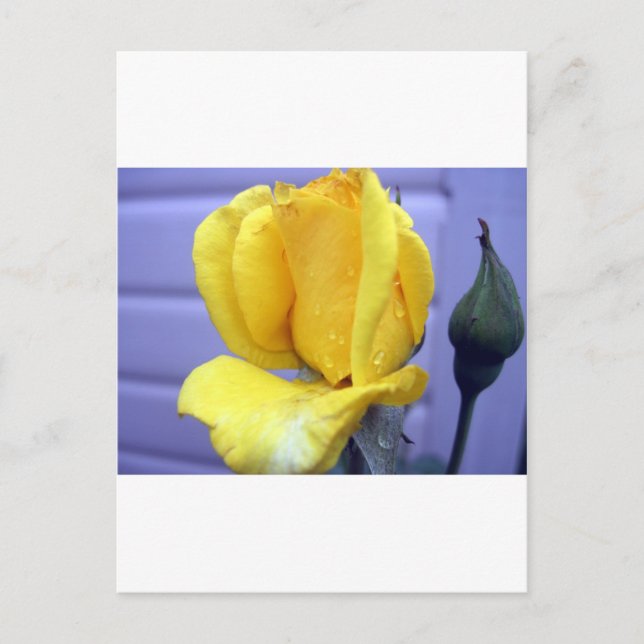 Yellow Rosebud Postcard (Front)